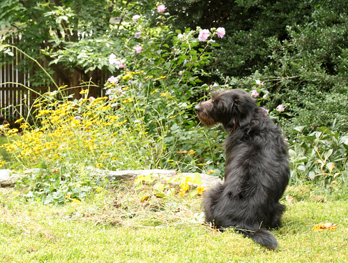 Charlie In The Garden, September | by Claricethebakergardener