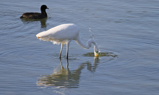 Great White Egret - Bough Beech