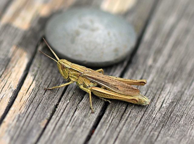 Lesser Marsh Grasshopper (Chorthippus albomarginatus)