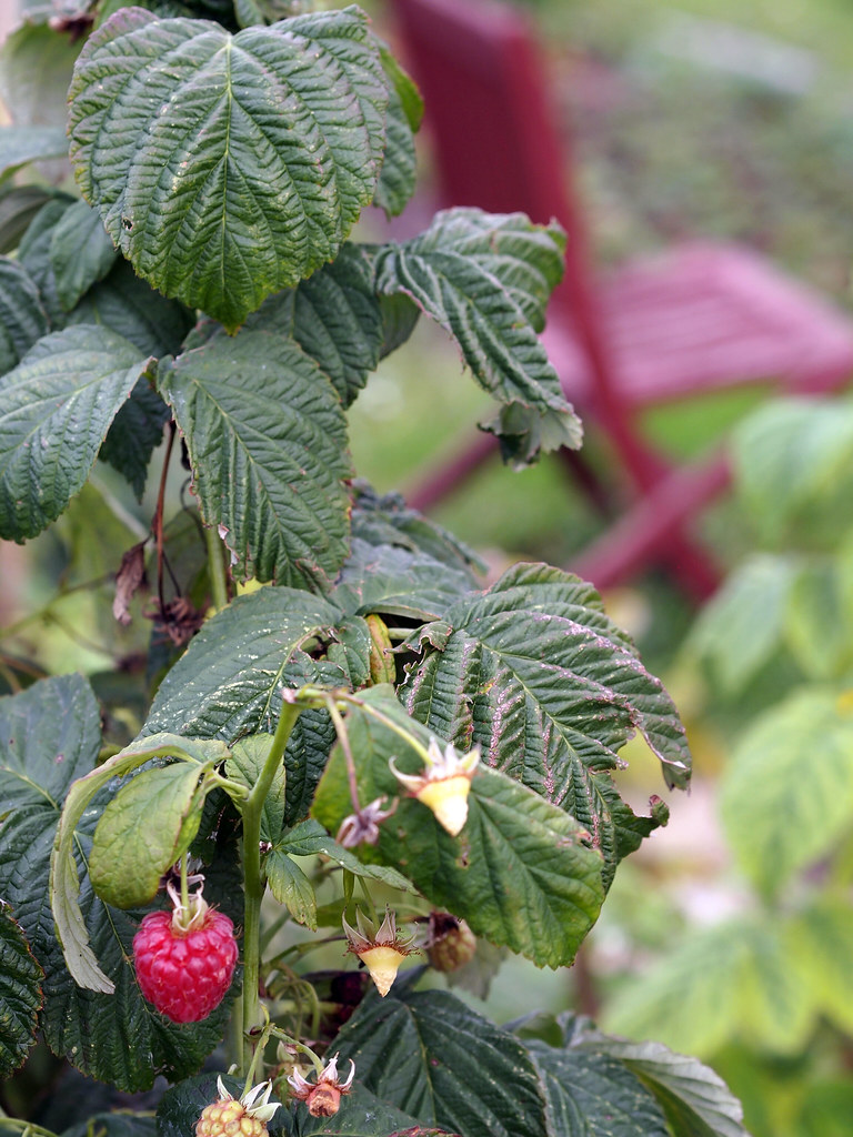 Raspberry Color Chair The raspberry coloured chair | Devizes allotments | avtost | Flickr