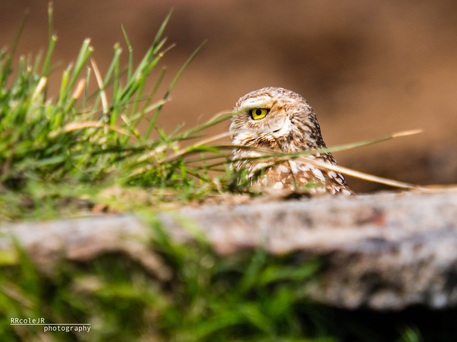 Burrowing Owl 05