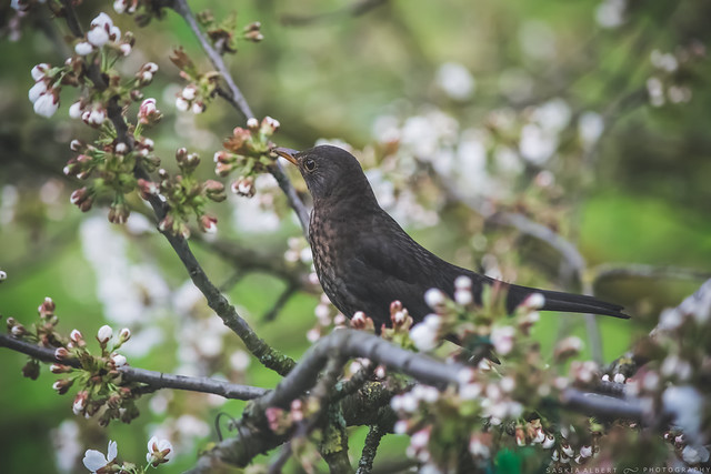 Amsel // Common Blackbird