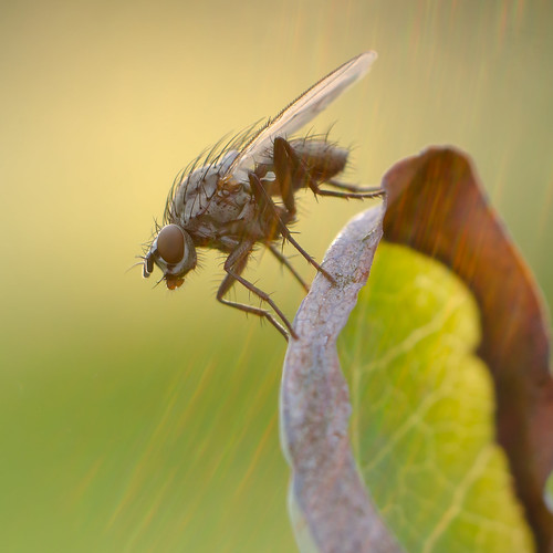 fighter | by Lauris Rubenis
