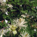 Flickr photo 'G20080822-2370--Clematis ligusticifolia' by: John Rusk.