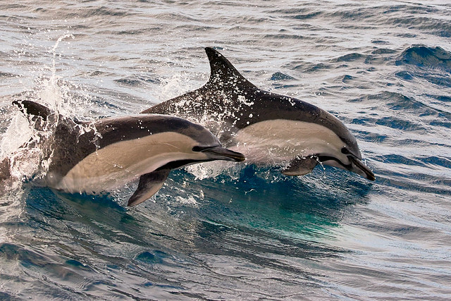 Common dolphins (delphinus delphis)