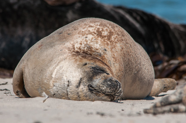 Sleeping seal (Phoca vitulina) at Heligoland/Germany