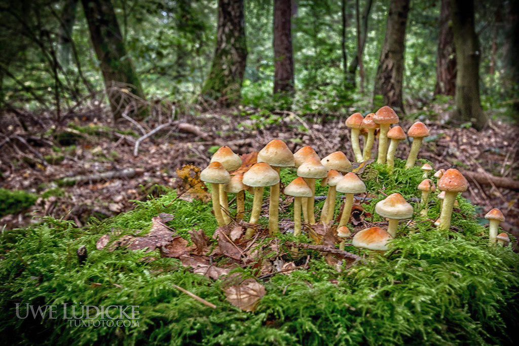 Pilze im September | Pilze im September | Uwe Lüdicke | Flickr