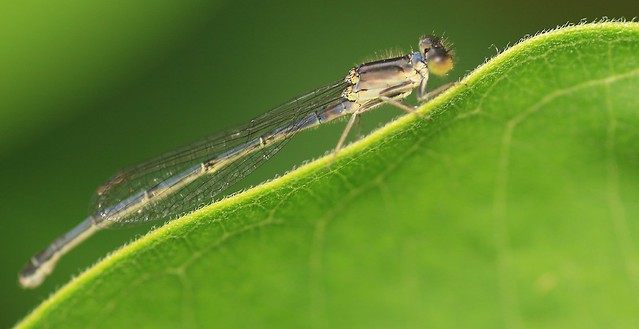 Dragonfly On Milkweed