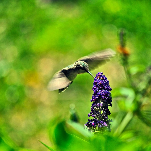 Hummingbird Nearly Motionless. #hummingbird #birds #static #buddleia #flowers #blossoms #annashummingbird #fortfunston #fofu #ggnra #goldengatenationalrecreationarea #hwy35 #skylineboulevard #sanfransisco #sfbgsnapshot
