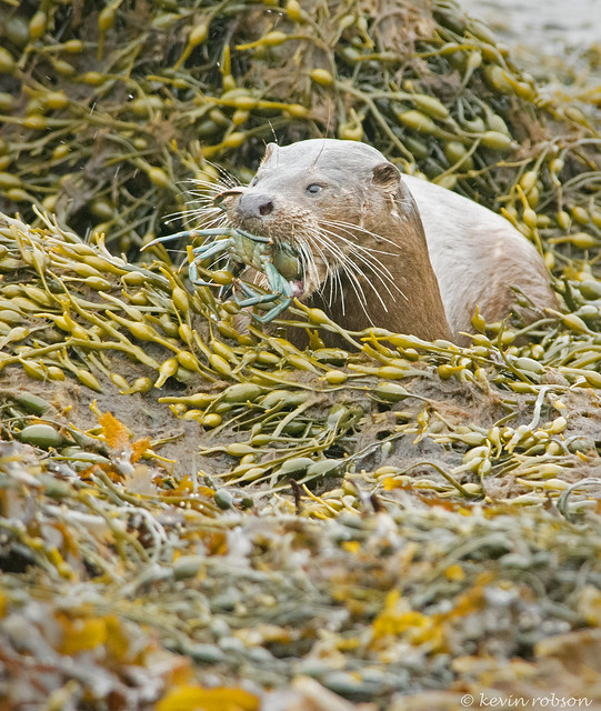 Otter with prey