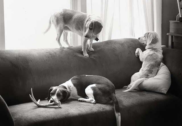 still life with beagles