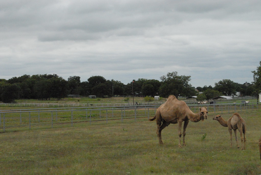 At Sharkarosa Wildlife Ranch in Pilot Point | Adam Schrader | Flickr