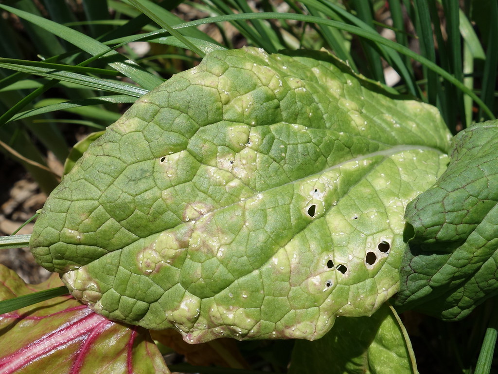 White rust of mustard leaves | Pathogen: Albugo candida | Flickr