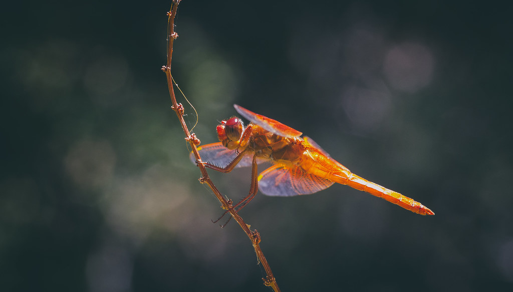 Cardinal Meadowhawk | Sunol RW, Sunol, CA | Davor Desancic | Flickr