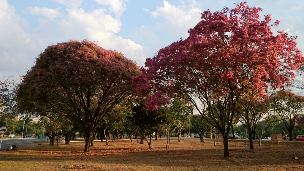 Sapucaia / Lecythis pisonis, Brasília