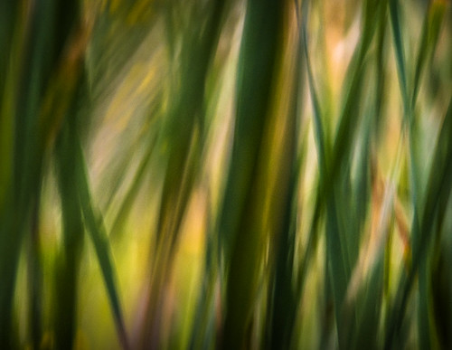 abstract green nature wind oakhammockmarsh nikond610