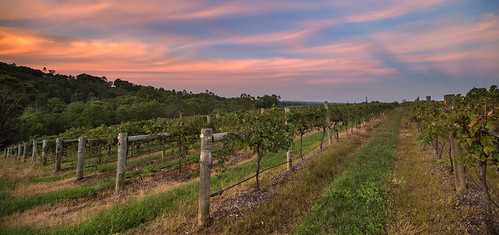 pentax k1 irix15mmf24blackstone dusk sky clouds vines vineyards agriculture pokolbin pentaxdailyinmarch2017