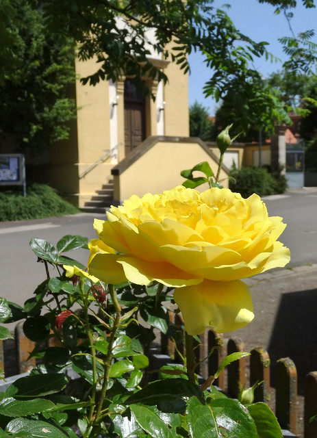 Rose im Vorgarten