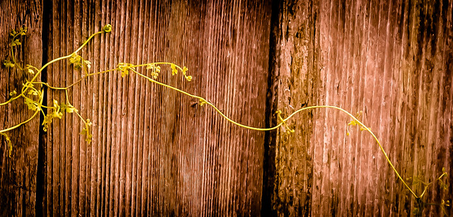 Fern on the fence