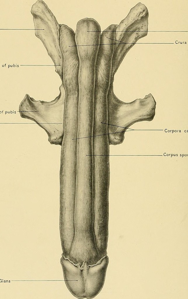 Image from page 629 of "Surgical anatomy : a treatise on h… | Flickr