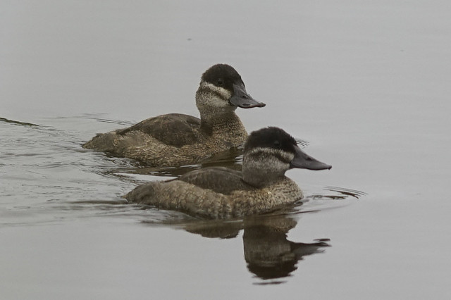 Ruddy Ducks Pescadero Marsh