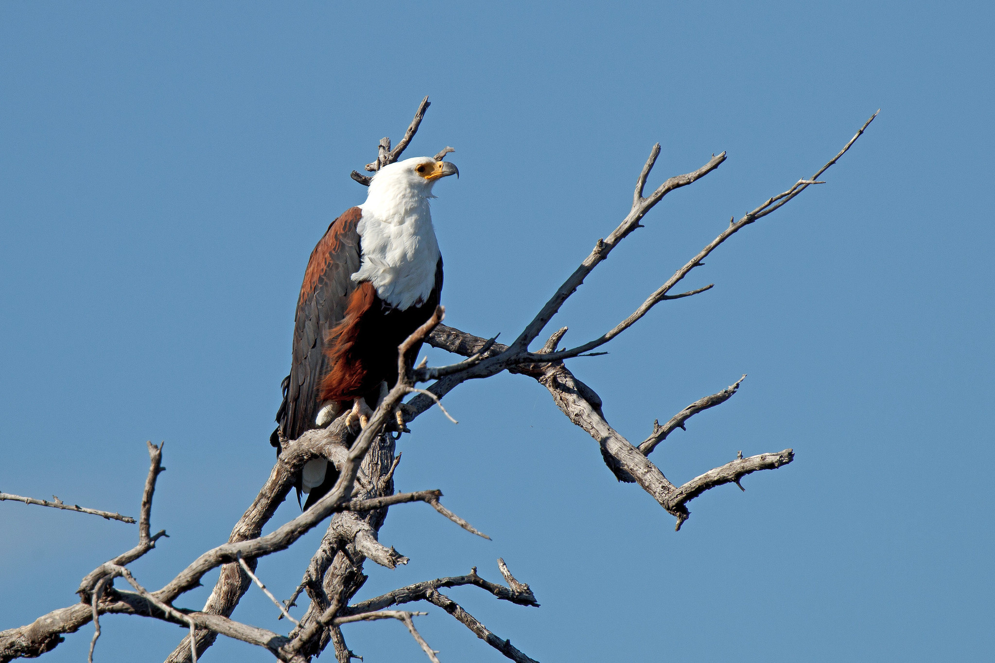 African Fish Eagle - Namibia