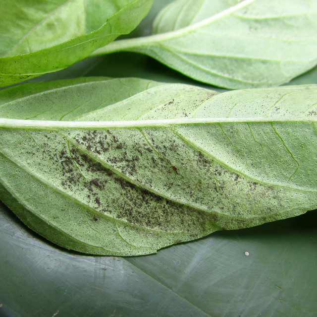 Sweet basil (Ocimum basilicum): Downy mildew, caused by Peronospora belbahrii