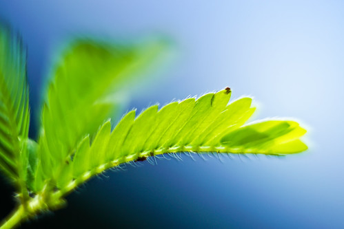 I Will Become A Big Tree Someday, Leaves. | by leopc.lin