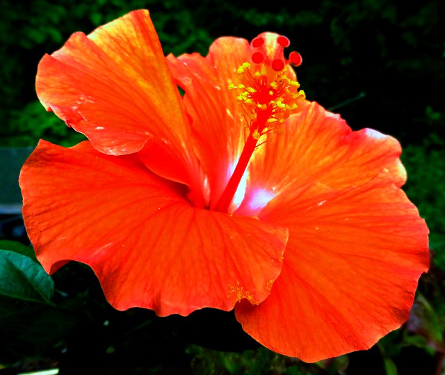 hibiscus15x