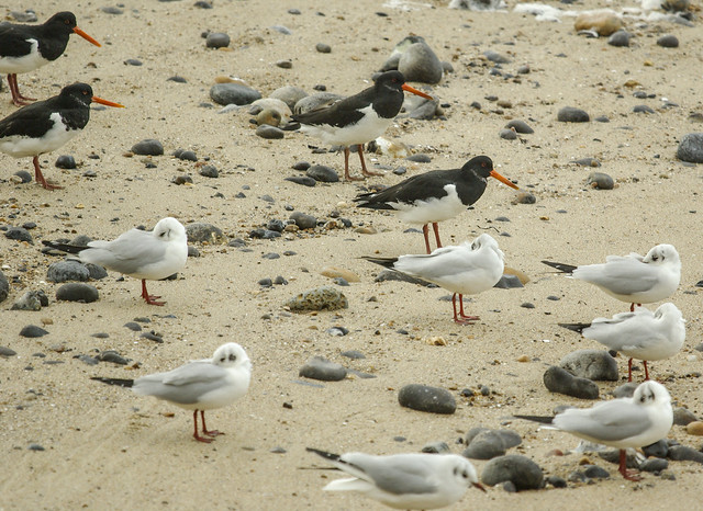 Oyster Catchers And Black Headed Gulls