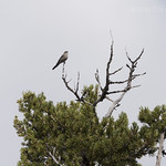 Townsend's Solitaire on tree