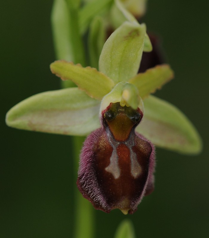 20160326-057F1 | Kefalonia-Ragwurz (Ophrys cephalonica). Kefalonia, 26.03.2016