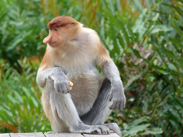 Proboscis, el mono narigudo de Borneo