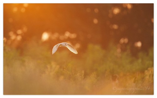 Golden.... | by cheffievrs