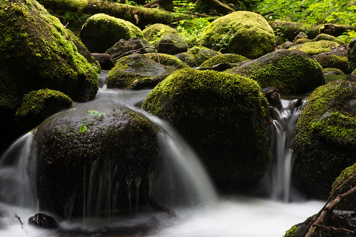 park water oregon creek forest canon outdoors moss unitedstates estacada 6d metzler