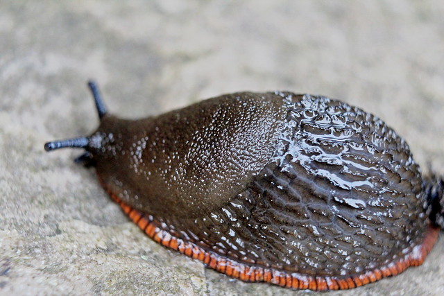 Black Garden Slug(Arion Ater)