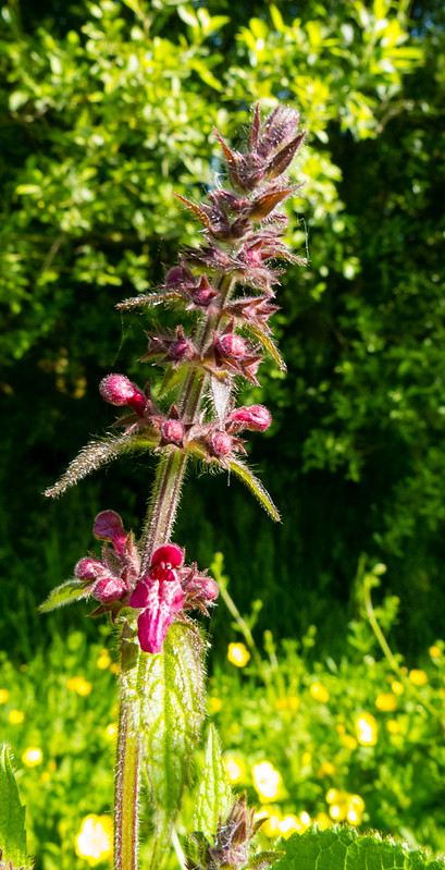 Woundwort flowering