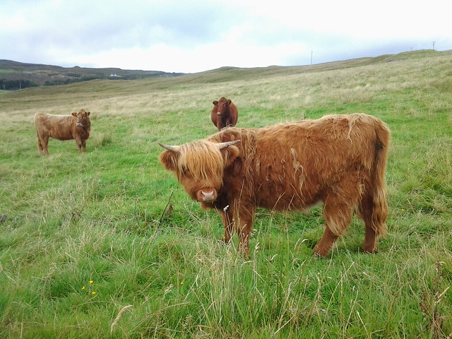 Highland cows / Bò Ghàidhealach / Hielan coo
