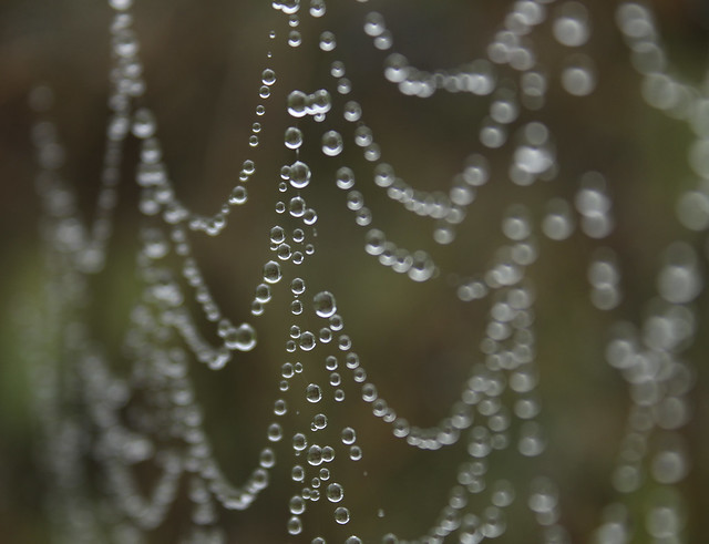 water droplets on spider web