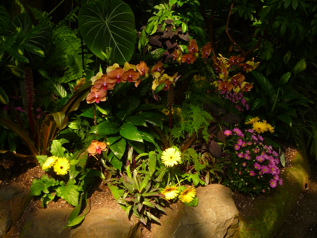 Bunte Blütenmischung; Queen Elizabeth Park - Bloedel Floral Conservatory, Vancouver (28)