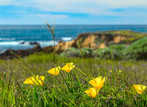 California Poppies for the California Coast | by docoverachiever
