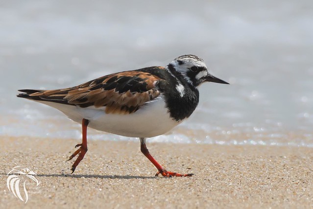 Ruddy Turnstone at the Jersey Shore | 2016 - 1