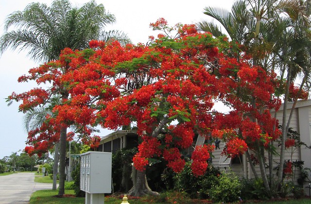 Royal Poinciana Tree Jamiaca Bay
