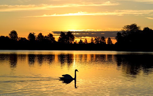 sky lake silhouette sunrise gold swan nikon boreham d3100