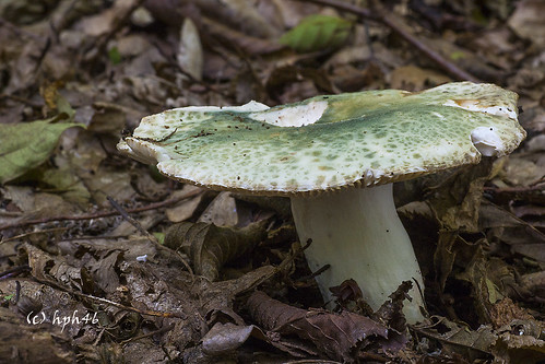 mushroom deutschland fungus pilz niedersachsen gieboldehausen russulavirescens greencrackingrussula grüngefeldertertäubling