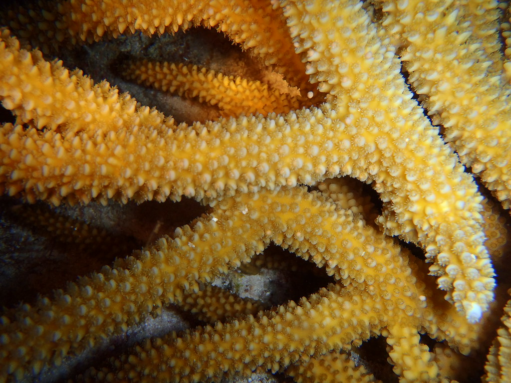 Staghorn coral polyps, A close-up of staghorn coral polyps …