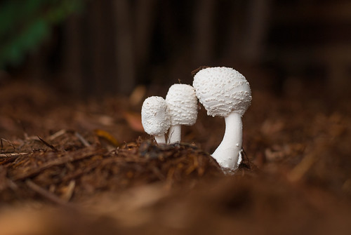 Mushroom Family | by sringsmuth
