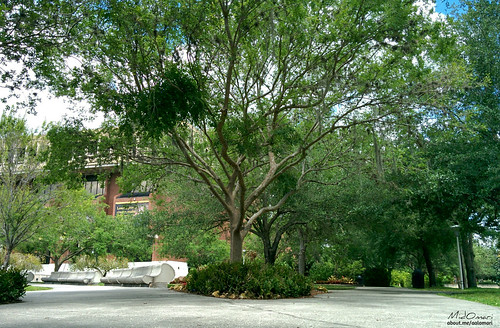UCF Tree Campus USA 2