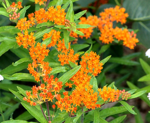 Asclepias tuberosa (Butterfly Weed) - cultivated