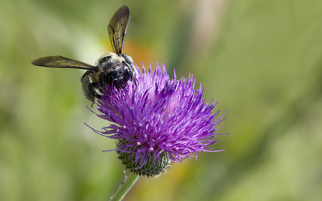 Bumblebee on a Thistle Flower